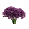 Allium Jackpot JM Van Berkel
