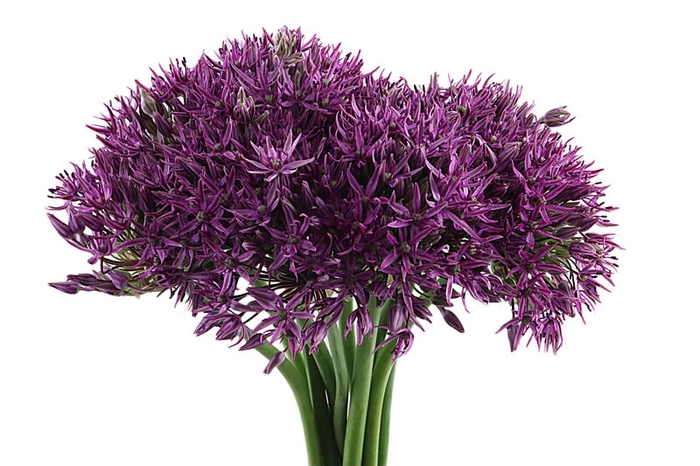 Allium Jackpot JM Van Berkel