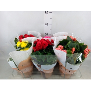 Begonia elat. DU   ...mix