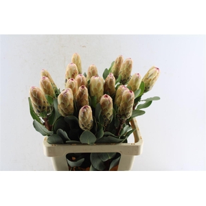 Protea Grandicolor