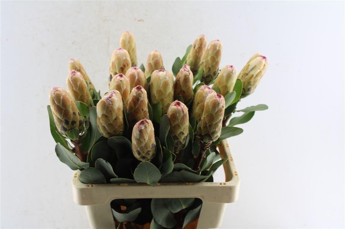 <h4>Protea Grandicolor</h4>