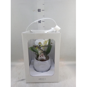 Phalaenopsis   ...white