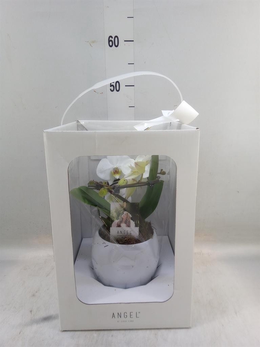 <h4>Phalaenopsis   ...white</h4>
