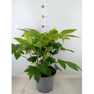 Fatsia japonica   ...