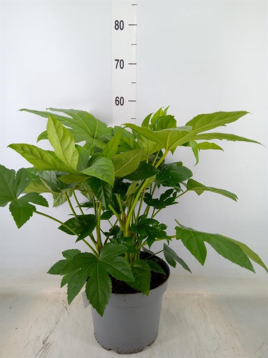 <h4>Fatsia japonica   ...</h4>