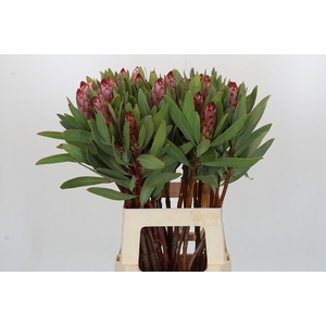 Protea Robijn