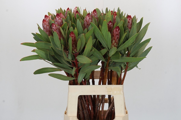 <h4>Protea Robijn</h4>