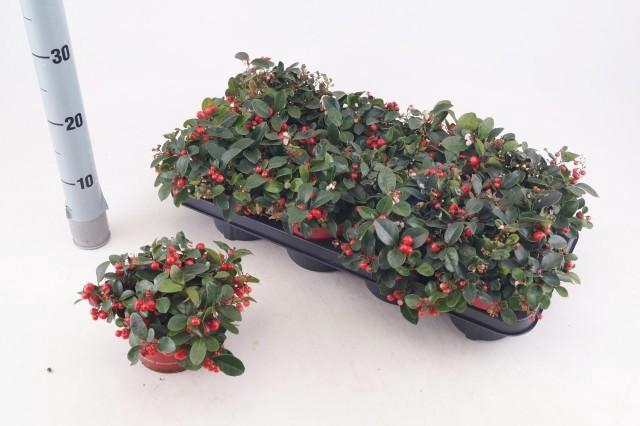 <h4>GAULTH PROCUMBENS</h4>