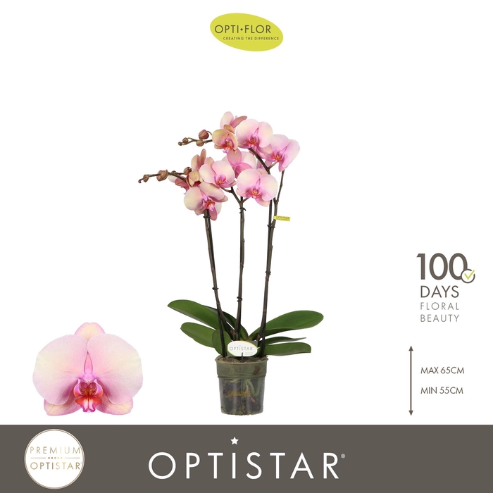 <h4>PHAL OPTISTAR ADELE 3 SPIKE</h4>
