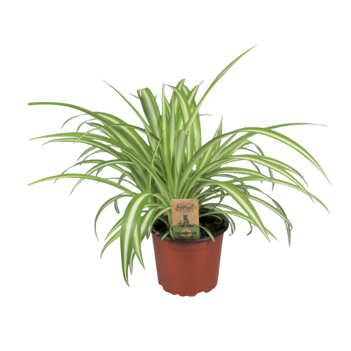 <h4>Chlorophytum comosum Variegatum PetPlant</h4>
