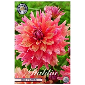 Dahlia Deco. Belle of Barmera x1