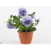 viola wittrockiana blauw /wit