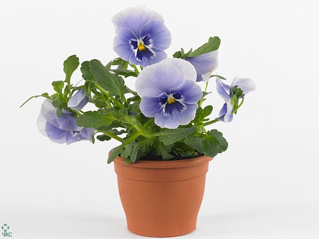 viola wittrockiana blauw /wit