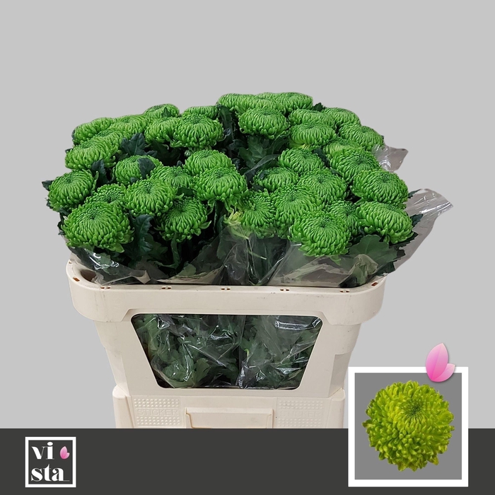 <h4>Chr G Alemani</h4>