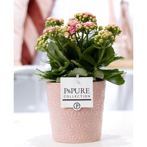 Kalanchoe pink in P&PURE Juliette ceramics pink