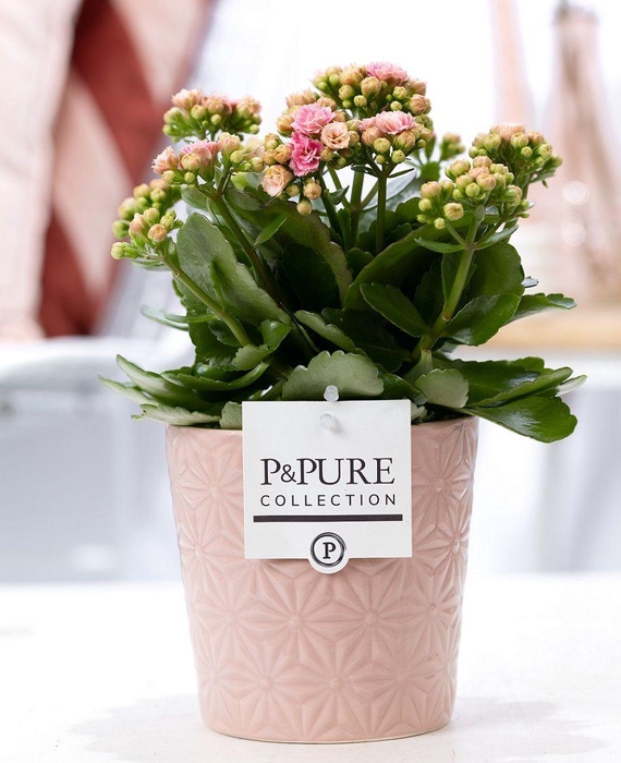 <h4>Kalanchoe pink in P&PURE Juliette ceramics pink</h4>