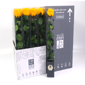 Rosa Preserved Stem 50cm Gracious Yellow