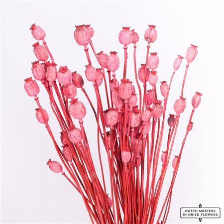 <h4>Dried Papaver X5 Cerise Bunch</h4>