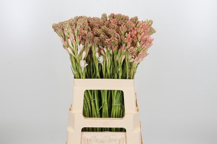 <h4>Polianthus Tubarosa</h4>