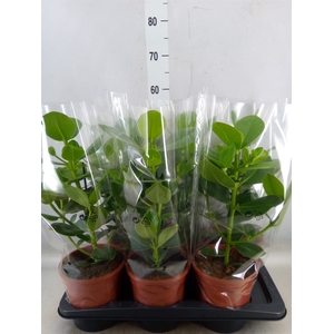 Clusia rosea 'Princess'