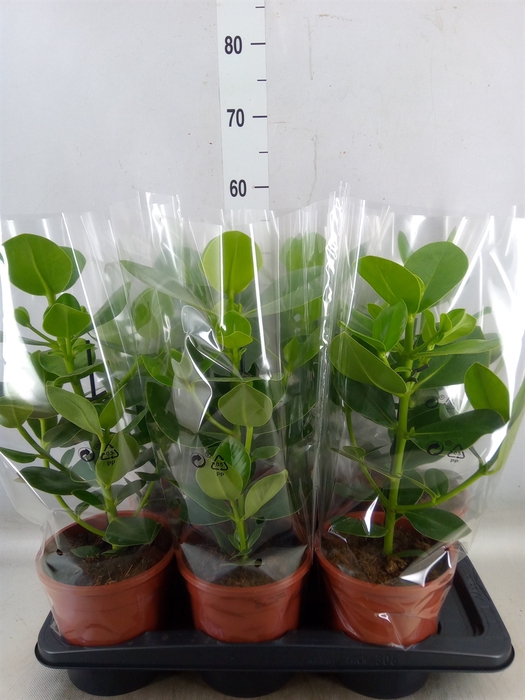 <h4>Clusia rosea 'Princess'</h4>