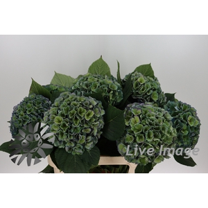 Hydrangea pompidou