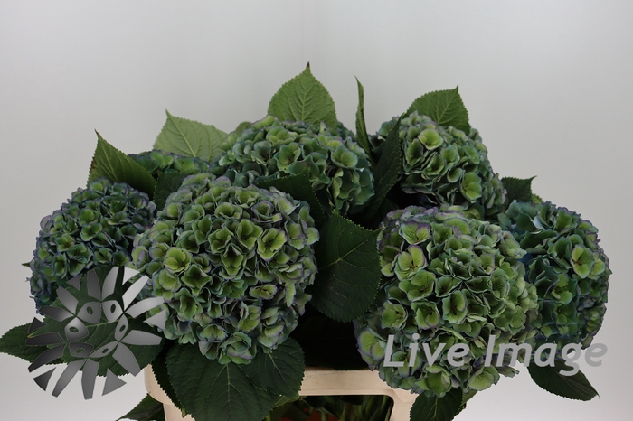 <h4>Hydrangea pompidou</h4>