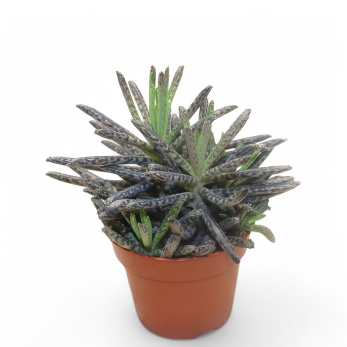 <h4>Kalanchoe Tubiflora</h4>
