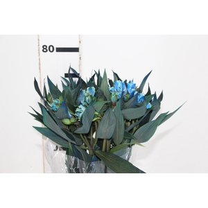 ALSTROEMERIA TINGIDA 080 CM AZUL