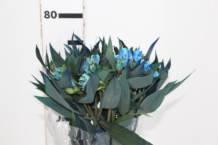 <h4>ALSTROEMERIA TINGIDA 080 CM AZUL</h4>