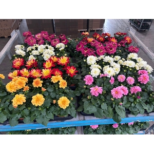 DAHLIA MIXK 5 KL