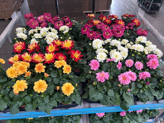 <h4>DAHLIA MIXK 5 KL</h4>