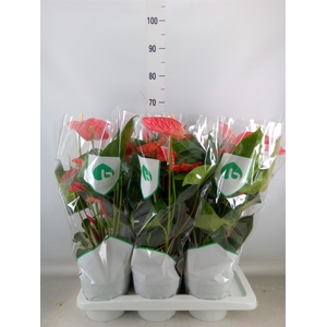 Anthurium andr. 'Madural'
