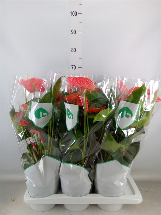 <h4>Anthurium andr. 'Madural'</h4>