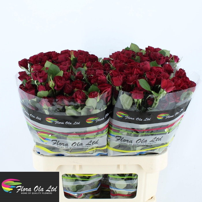 <h4>R TR RED TRENDSETTER</h4>