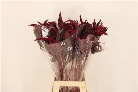 <h4>Amar Cr Velvet</h4>