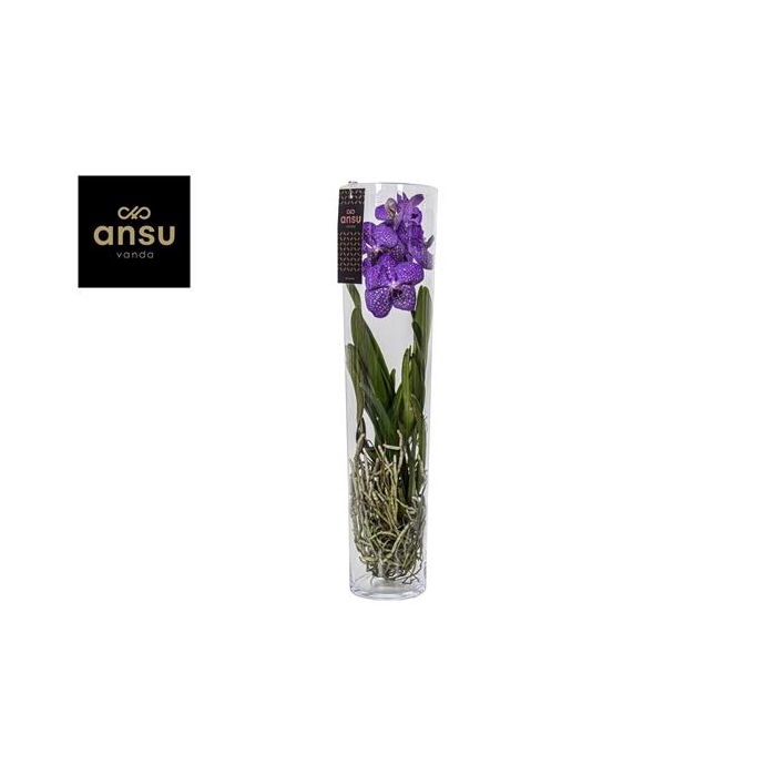 <h4>Vanda Michelle 70 Blue</h4>