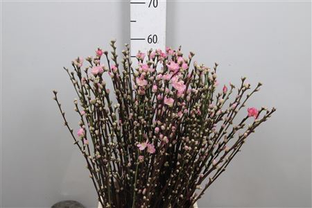 <h4>Prunus Pink</h4>