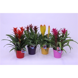 Bromelia variés