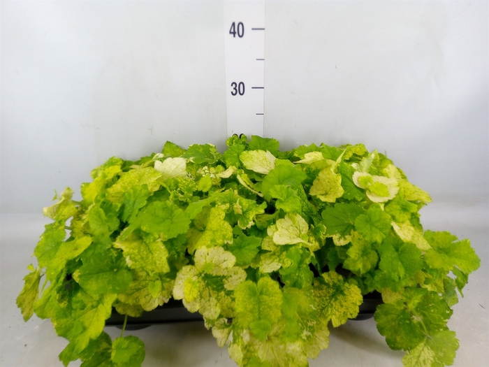 <h4>Tolmiea menziesii   ...variegated</h4>