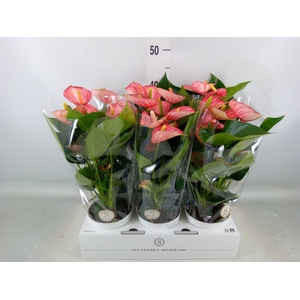 Anthurium andr. 'Livium  Brillante'