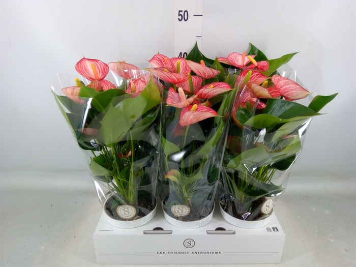 <h4>Anthurium andr. 'Livium  Brillante'</h4>