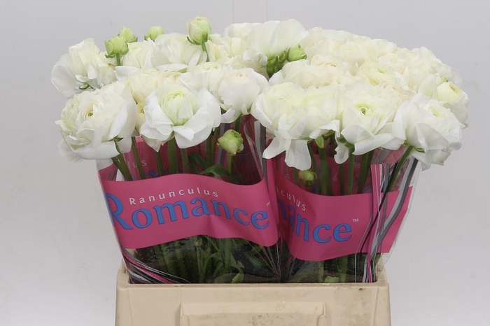 Ranunculus Romance Courchevel