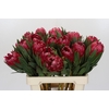 Protea Brenda