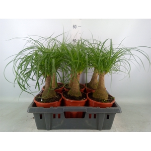 Beaucarnea recurvata