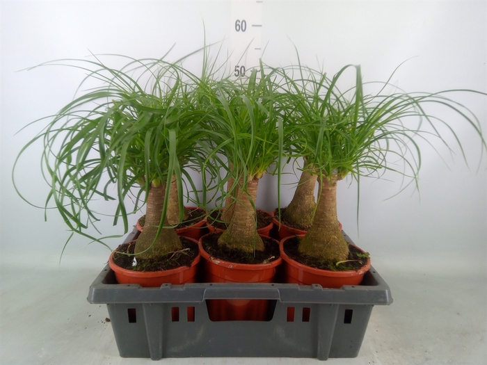 <h4>Beaucarnea recurvata</h4>