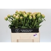 Paeonia In Full Sail