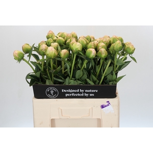 Paeonia In Full Sail