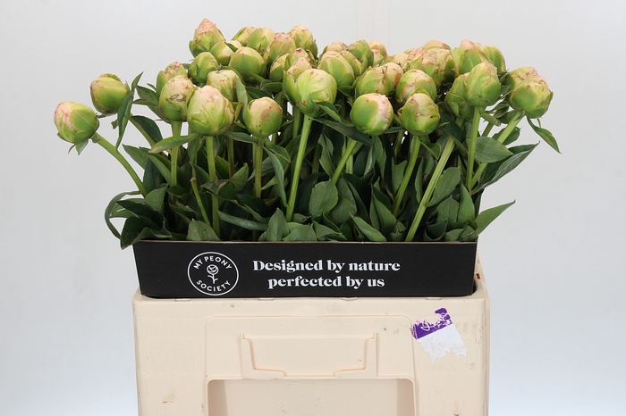 <h4>Paeonia In Full Sail</h4>