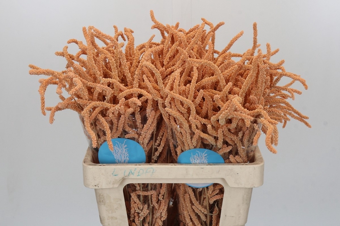 <h4>Amaranthus Yearming Desert Apricot</h4>
